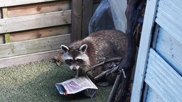 Waschbär an einem Schuppen mit leerer Tüte